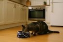 250 ml Pet Bowl for Cats and Small Dogs Ø14.6 cm, Height: 6.5 cm, Pattern 42