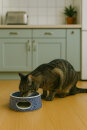 250 ml Pet Bowl for Cats and Small Dogs Ø14.6 cm, Height: 6.5 cm, Pattern 120
